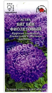 Астра пионовидная Биг бен фиолетовый