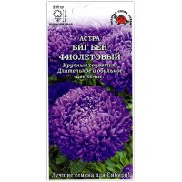 Астра пионовидная Биг бен фиолетовый
