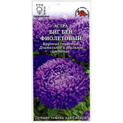 Астра пионовидная Биг бен фиолетовый