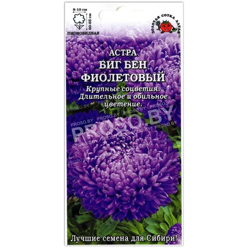 Астра пионовидная Биг бен фиолетовый