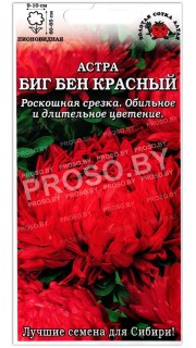 Астра пионовидная Биг бен красный