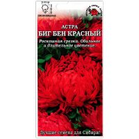 Астра пионовидная Биг бен красный