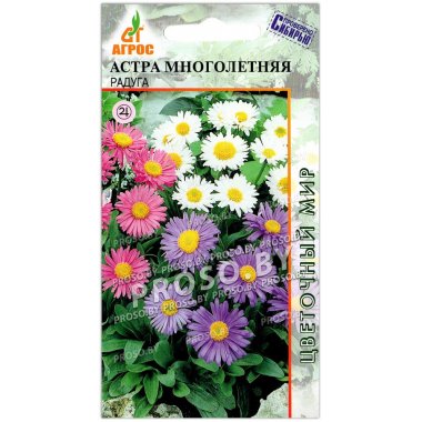 Астра Радуга, смесь Астра Радуга, смесь