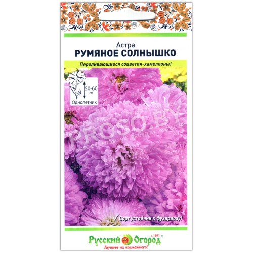 Астра Румяное солнышко