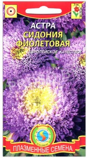 Астра Сидония фиолетовая