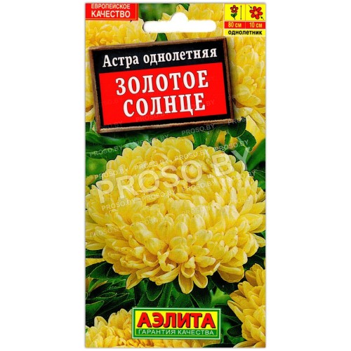 Астра Золотое солнце
