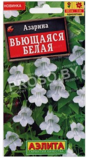 Азарина Вьющаяся белая