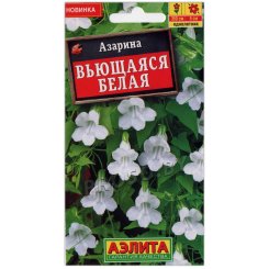 Азарина Вьющаяся белая