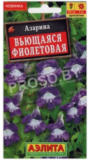 Азарина Вьющаяся фиолетовая