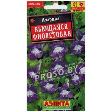 Азарина Вьющаяся фиолетовая
