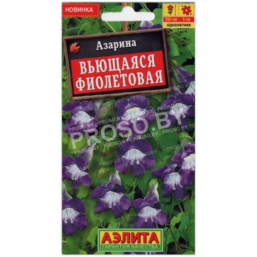 Азарина Вьющаяся фиолетовая