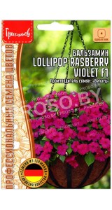 Бальзамин Lollipop rasberry violet F1