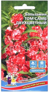 Бальзамин Том самб двухцветный
