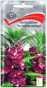 Бальзамин Том самб фиолетовый