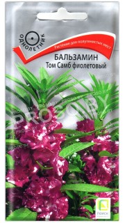 Бальзамин Том самб фиолетовый