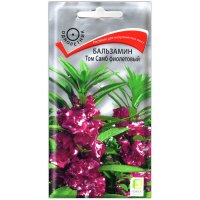 Бальзамин Том самб фиолетовый