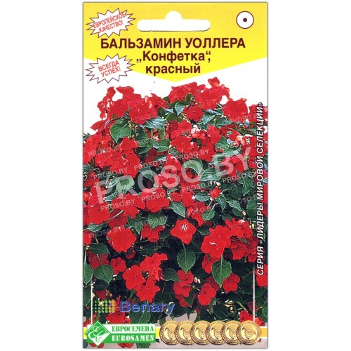 Бальзамин уоллера Конфетка, красный