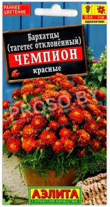 Бархатцы отклоненные Чемпион красные