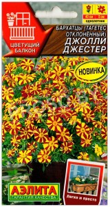 Бархатцы отклоненные Джолли Джестер