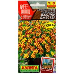 Бархатцы отклоненные Джолли Джестер