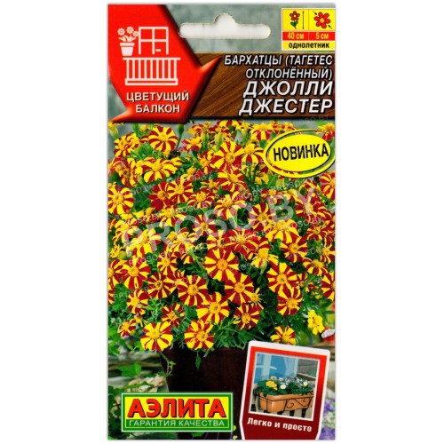 Бархатцы отклоненные Джолли Джестер