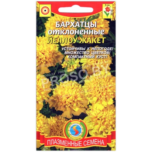 Бархатцы отклоненные Йеллоу жакет