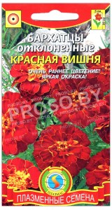 Бархатцы отклоненные Красная вишня