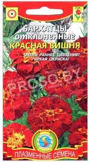 Бархатцы отклоненные Красная вишня