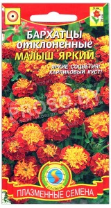 Бархатцы отклоненные Малыш яркий