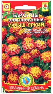 Бархатцы отклоненные Малыш яркий