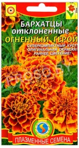 Бархатцы отклоненные Огненный герой