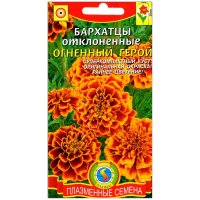 Бархатцы отклоненные Огненный герой