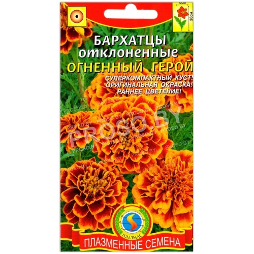 Бархатцы отклоненные Огненный герой
