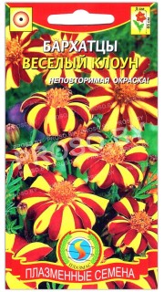 Бархатцы отклоненные Веселый клоун