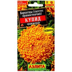 Бархатцы прямостоячие Купид оранжевые