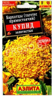 Бархатцы прямостоячие Купид золотистые