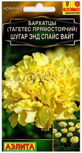 Бархатцы прямостоячие Шугар энд спайс вайт