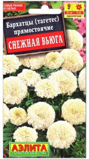 Бархатцы прямостоячие Снежная вьюга