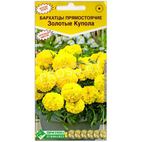 Бархатцы прямостоячие Золотые купола