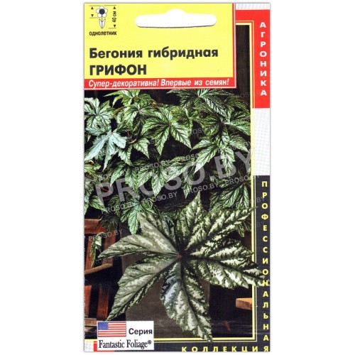 Бегония гибридная Грифон