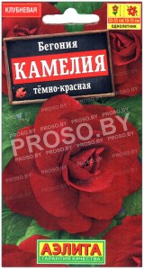 Бегония Камелия темно-красная