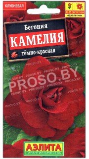 Бегония Камелия темно-красная