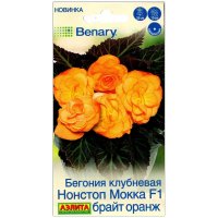 Бегония клубневая Нонстоп Мокка брайт оранж F1