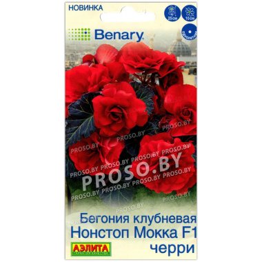 Бегония клубневая Нонстоп Мокка черри F1