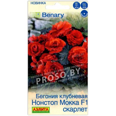 Бегония клубневая Нонстоп Мокка скарлет F1