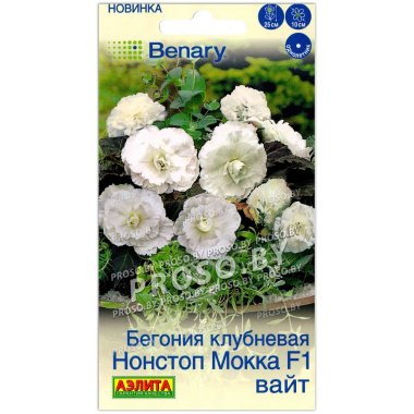 Бегония клубневая Нонстоп Мокка вайт F1