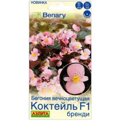 Бегония вечноцветущая Коктейль бренди F1