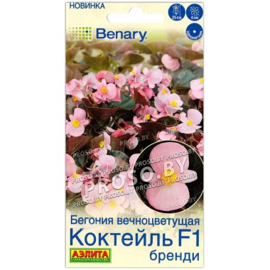 Бегония вечноцветущая Коктейль бренди F1