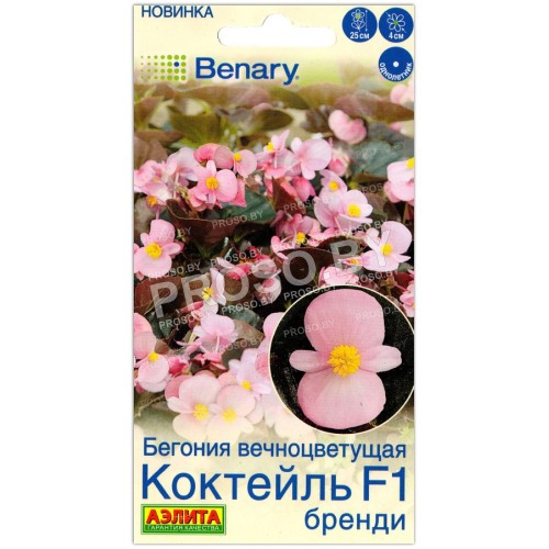 Бегония вечноцветущая Коктейль бренди F1