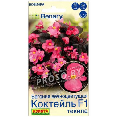 Бегония вечноцветущая Коктейль текила F1